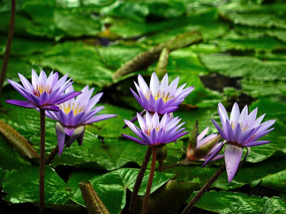 Free Image of Group of Purple Flowers on Lush Green Field 