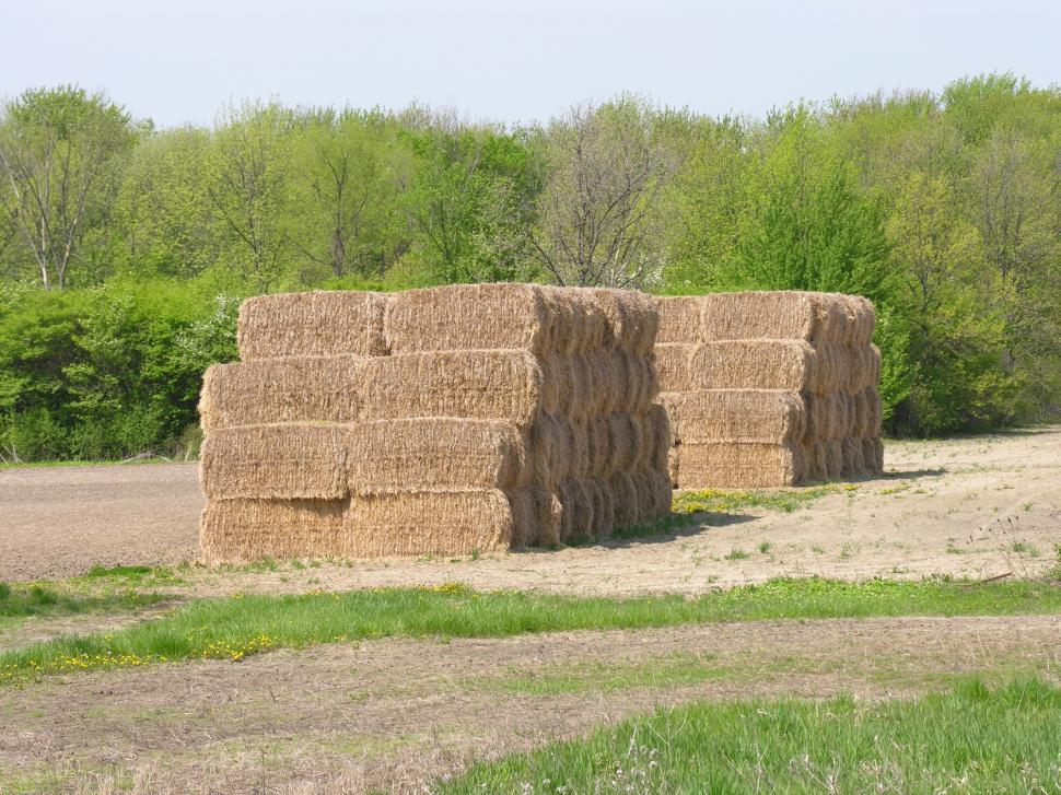 Free Image of In the Country 