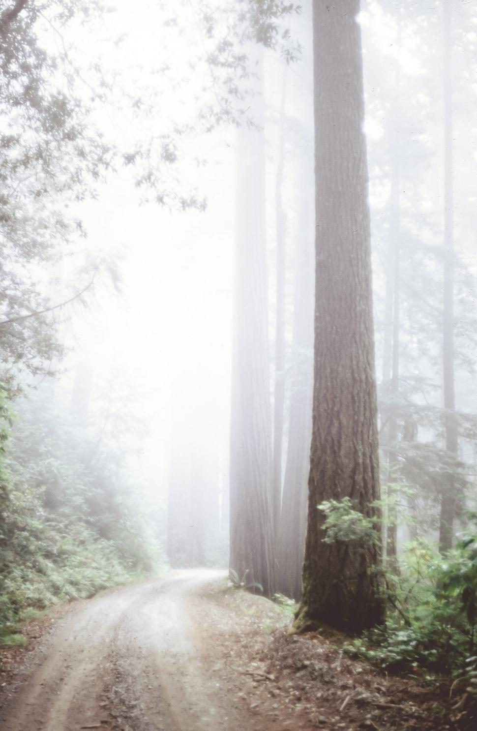 Free Image of Walkway through forest 
