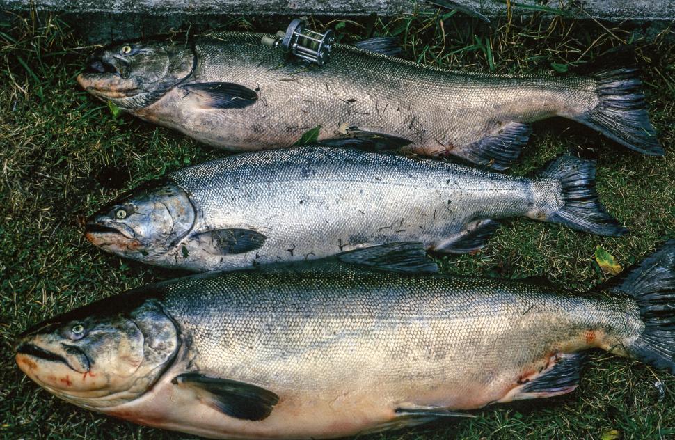 Free Image of Dead fish on display 
