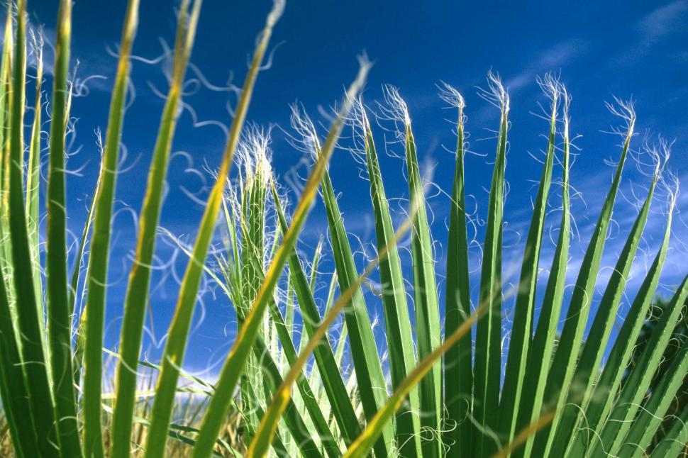 Free Image of Palm frond tips 
