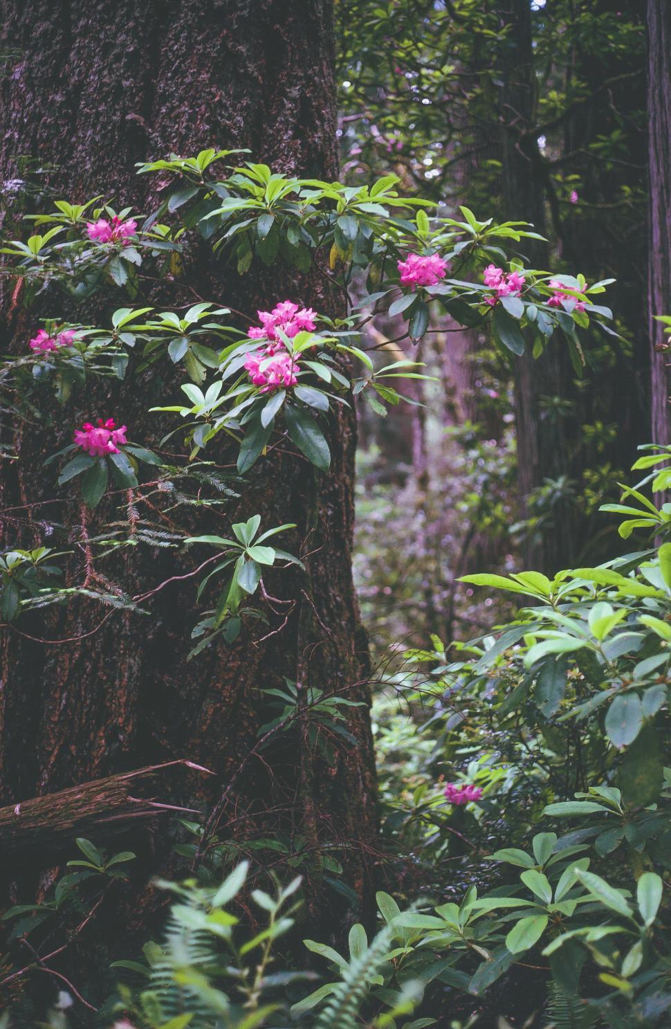 Free Image of Rhododendron Flowers 