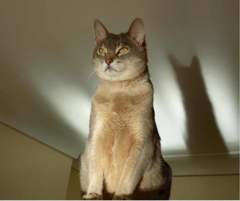 Free Image of Cat Sitting on Table Next to Wall 