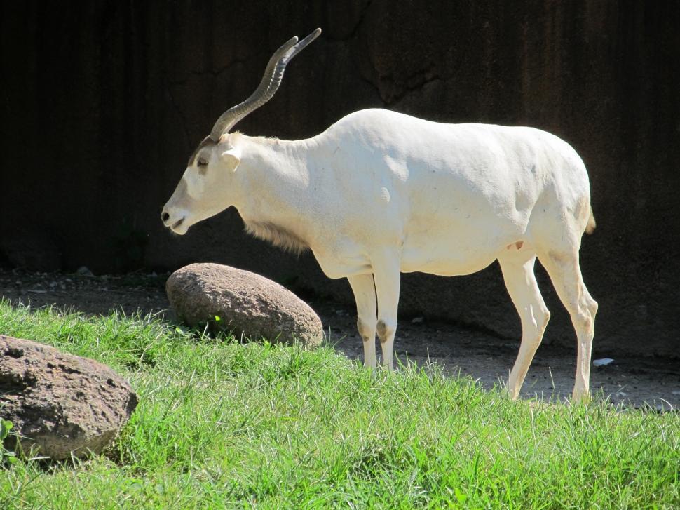 Free Image of Goat Standing on Top of Lush Green Field 