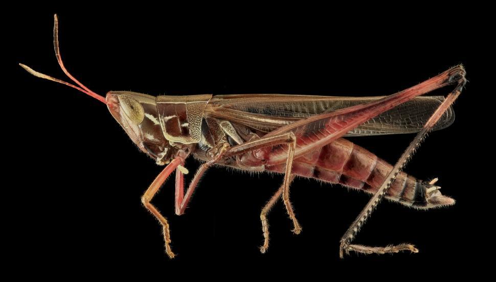 Free Image of Close Up of Bug on Black Background 