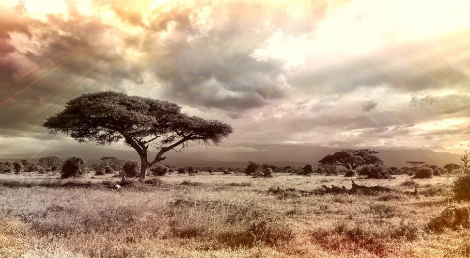 Free Image of Tree Standing in Field Under Cloudy Sky 