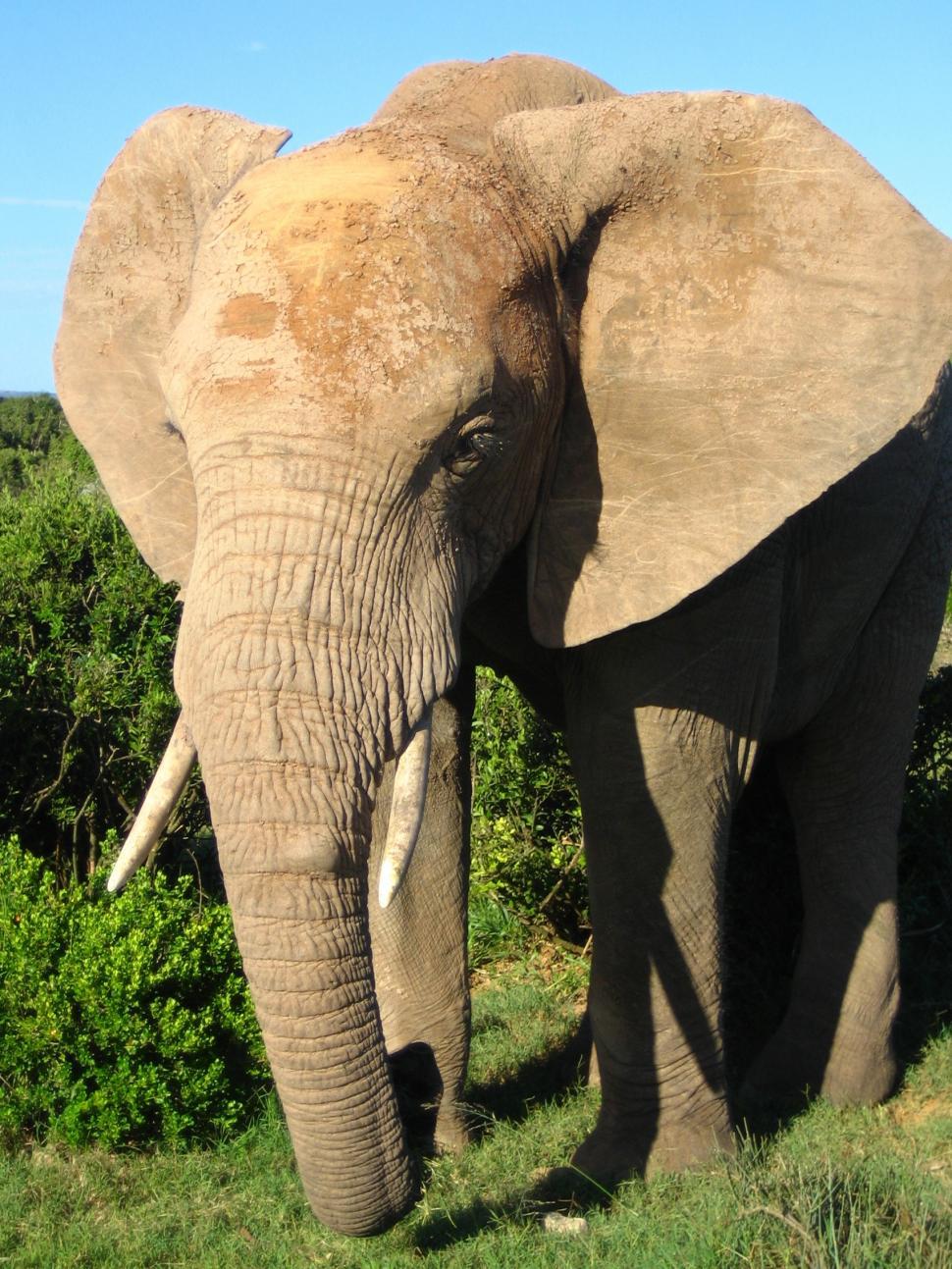 Free Image of Elephant Standing in Grassy Field With Trees in Background 