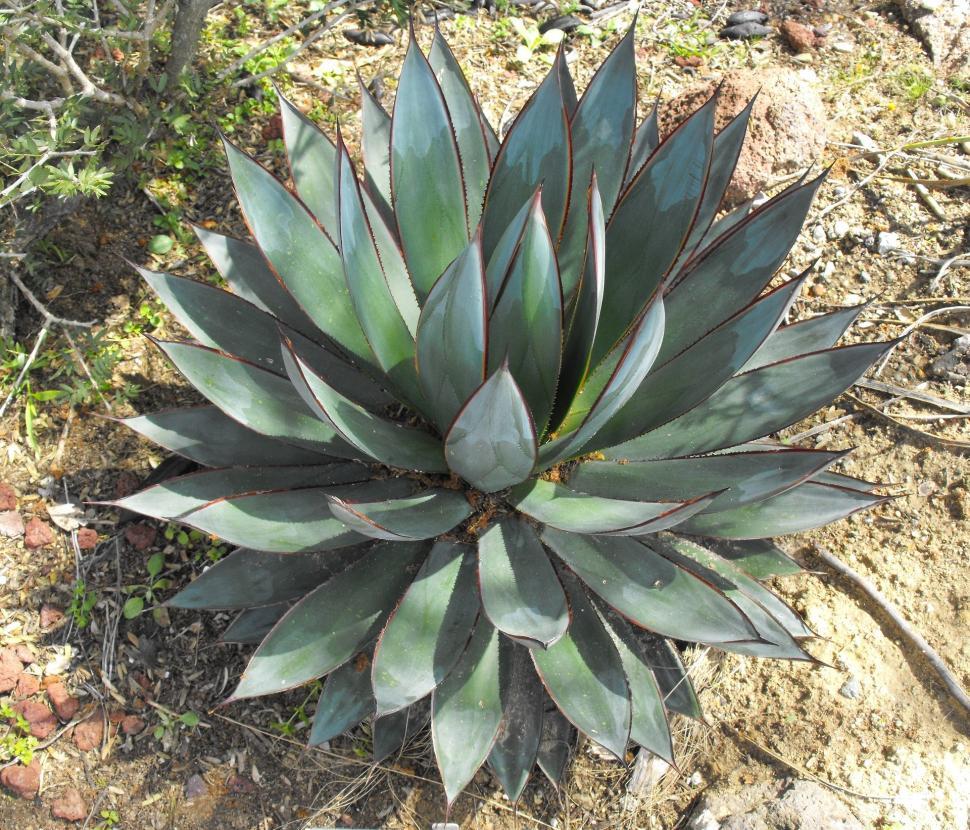 Free Image of Large Green Plant in Dirt Field 