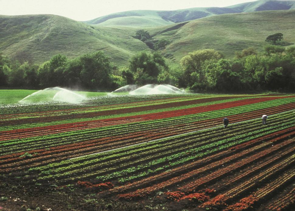 Free Image of Sprawling Field With Rows of Plants 
