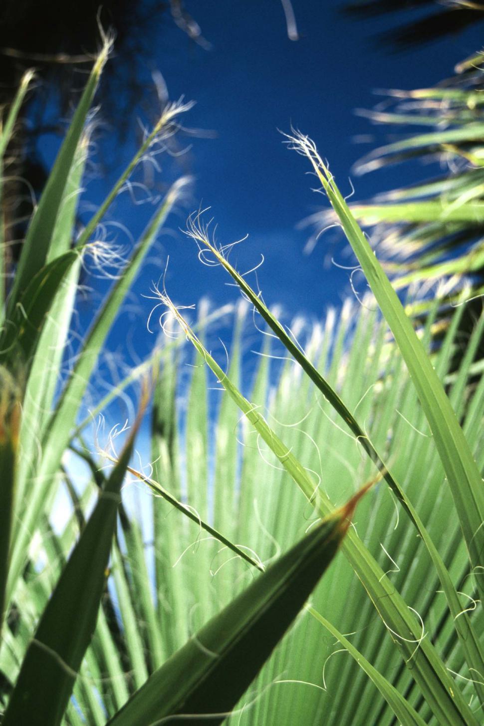 Free Image of Tips of palm fronds 