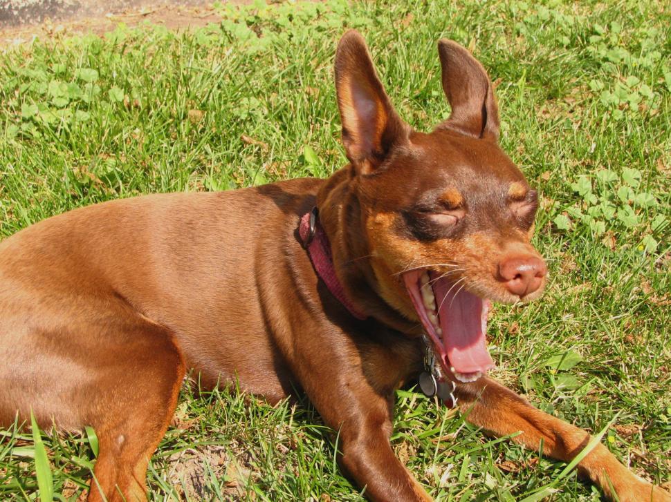 Free Image of Sleepy Dog 