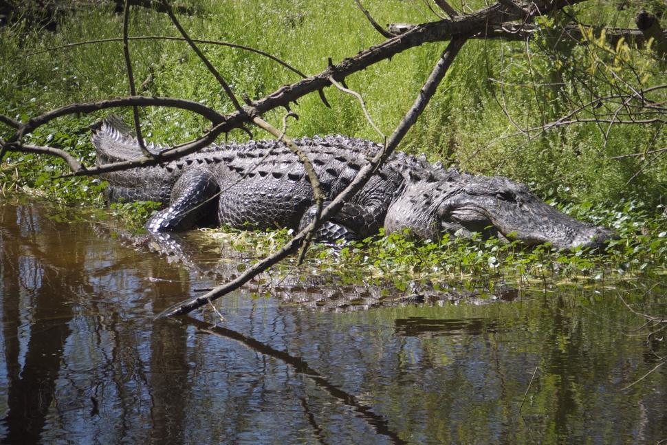 Free Image of Large Alligator Laying in Water 