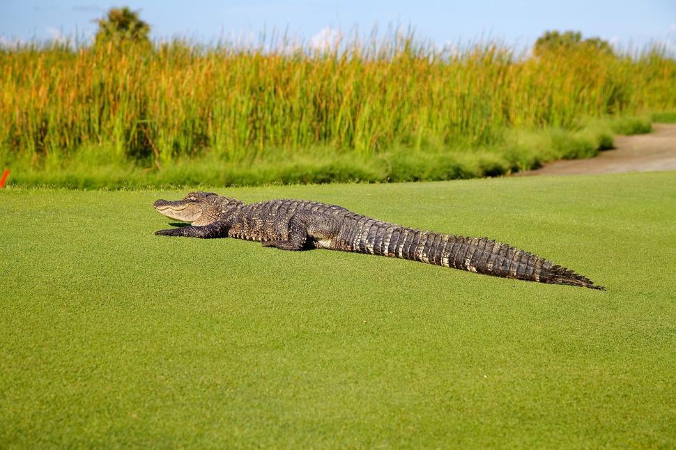 Free Image of Large Alligator Resting on Lush Green Field 