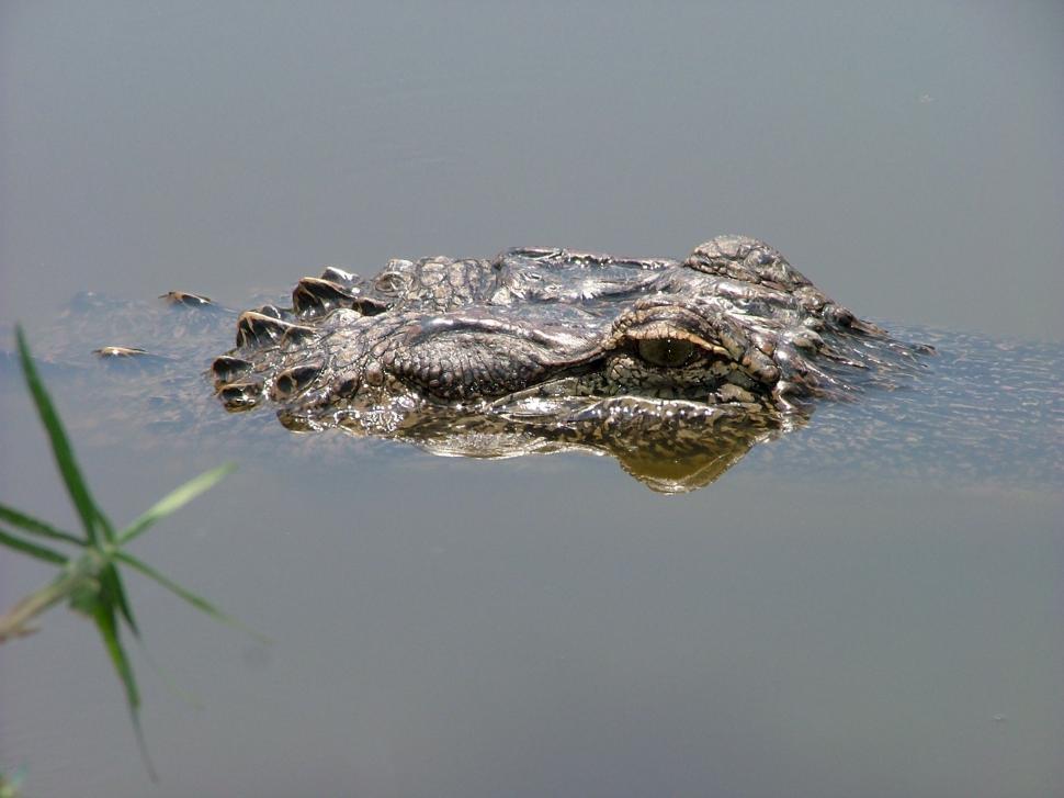 Free Image of Large Alligator Swimming in Body of Water 