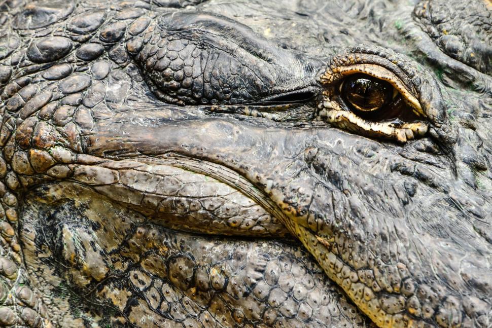 Free Image of Close Up of Elephants Face With Eyes Open 
