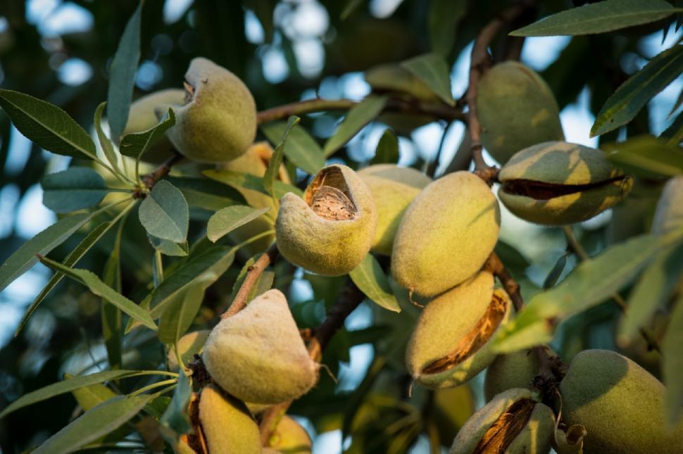 Free Image of Abundance of Fruit Hanging From Tree 