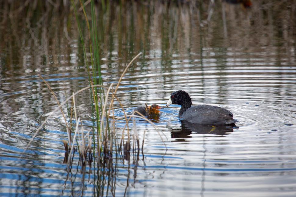 Free Image of Duck and Duckling Swimming in Pond 