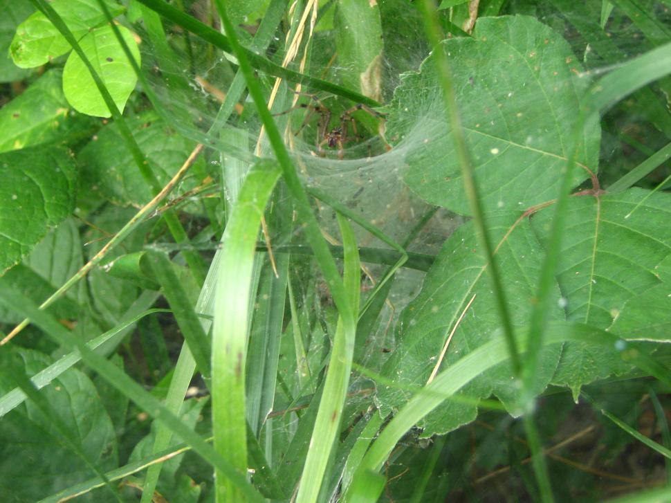 Free Image of Spider 