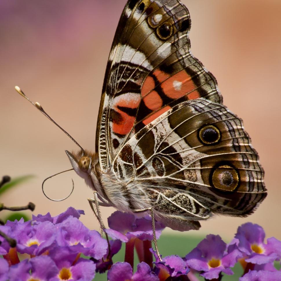 Free Image of Butterfly Resting on Flower Petals 