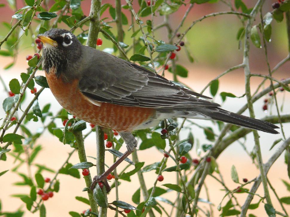 Free Image of Bird Perched on Tree Branch 