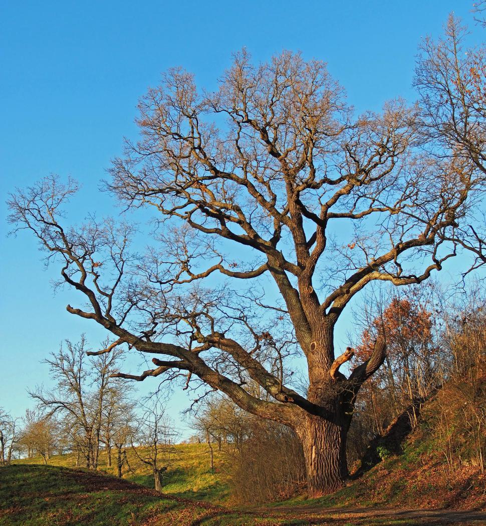 Free Image of Large Tree by Side of Road 