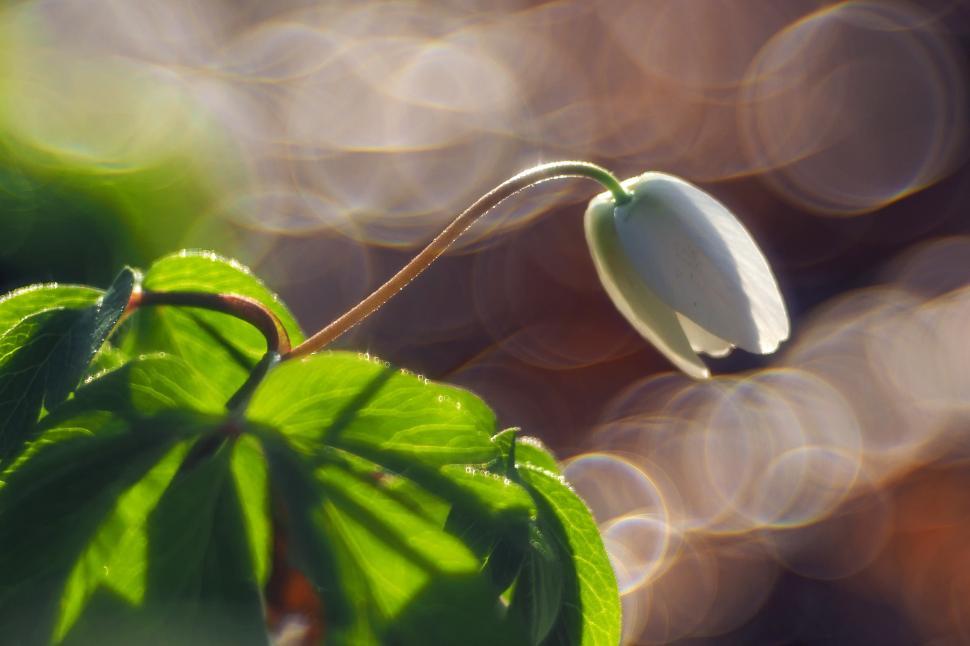 Free Image of Close Up of a Leaf With Blurry Background 