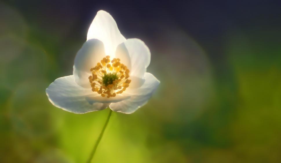 Free Image of Single White Flower With Yellow Center 