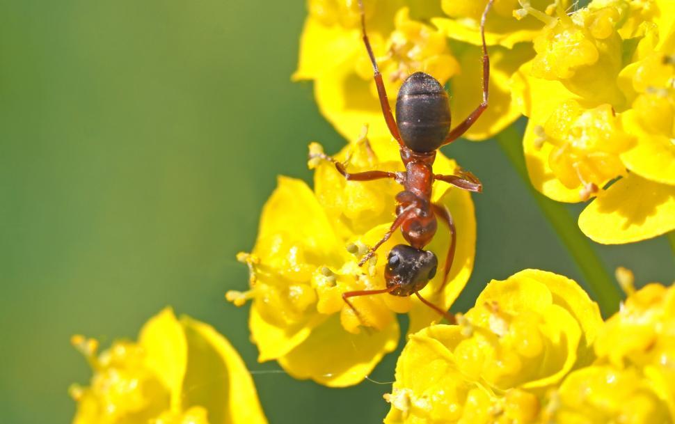 Free Image of Two Ants Standing on Yellow Flowers 