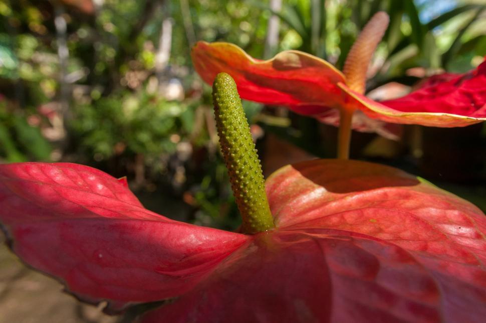 Free Image of Close Up of a Red Flower in a Garden 