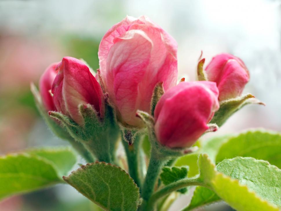 Free Image of Close Up of a Pink Flower With Green Leaves 