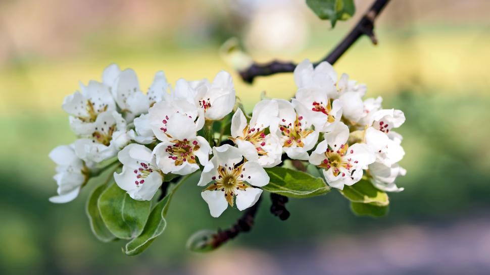 Free Image of Close Up of a Flower on a Tree Branch 