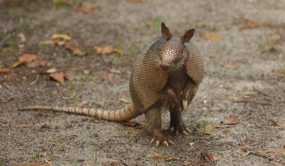 Free Image of Small Brown Animal Standing on Top of a Dirt Field 