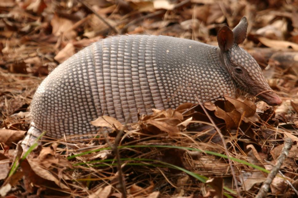 Free Image of Small Animal Among Leaves in Field 