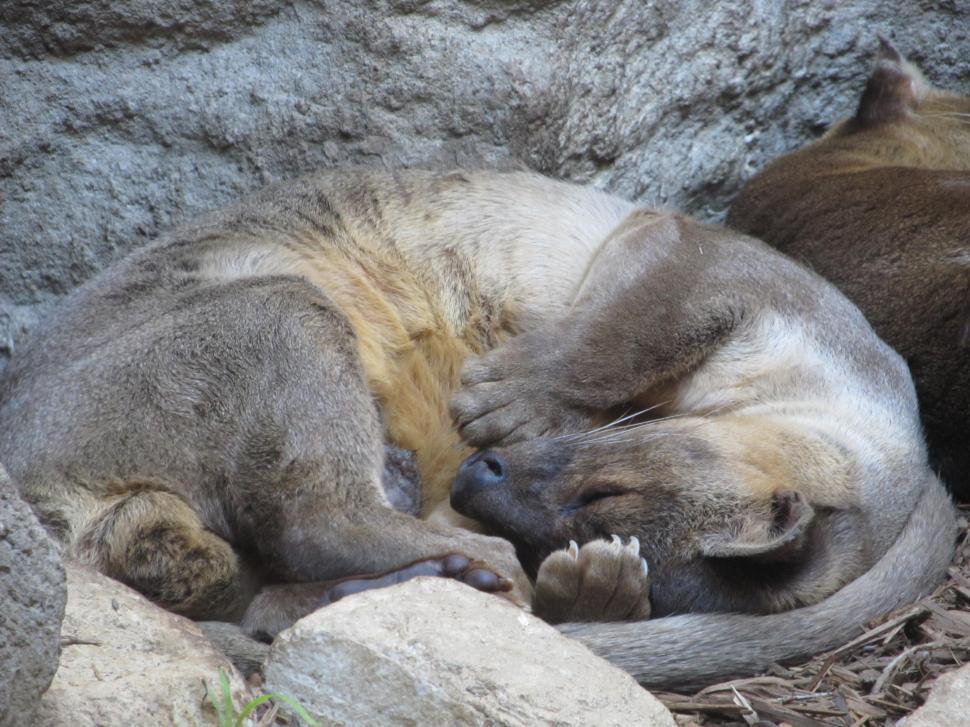 Free Image of Two Animals Laying Down 