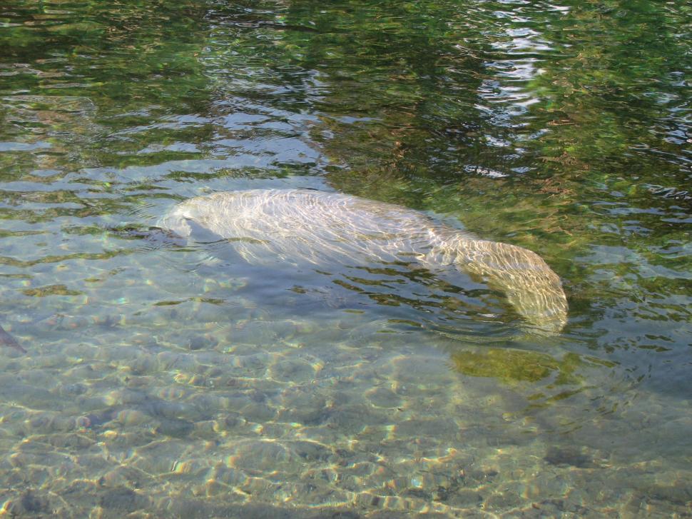 Free Image of Manatee 