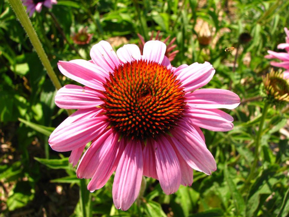 Free Image of Flowers 