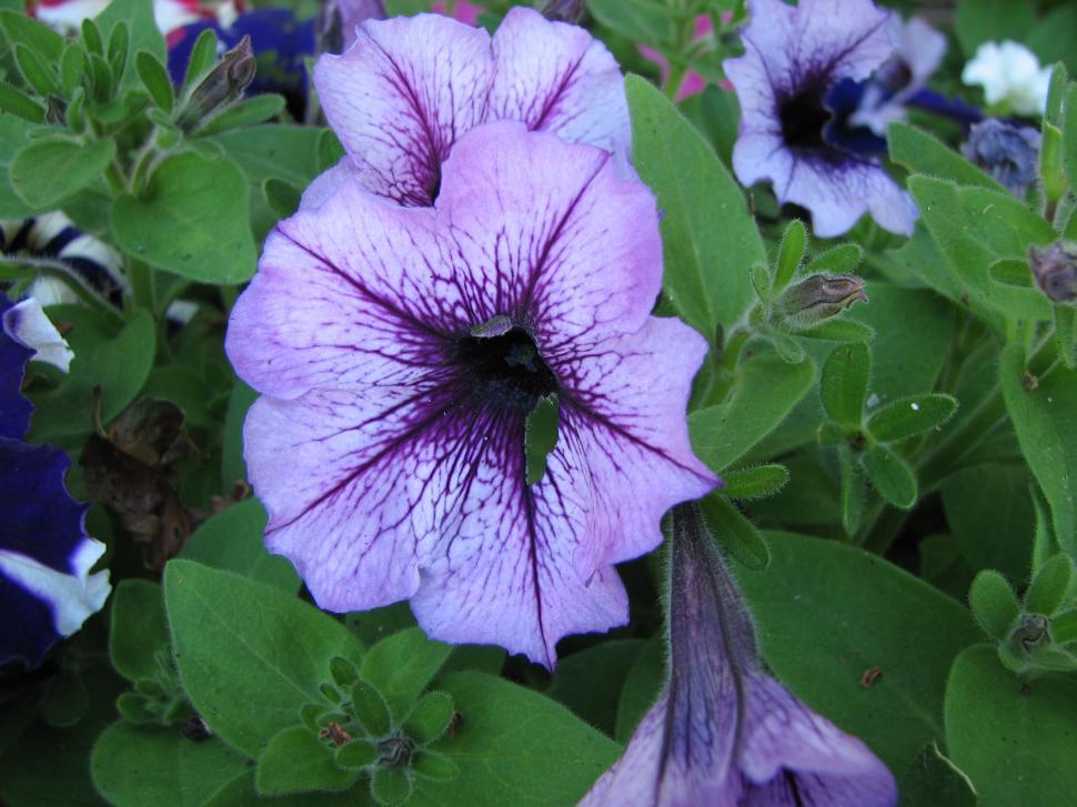 Free Image of Flowers 
