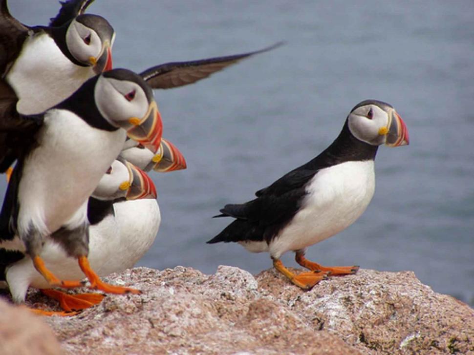 Free Image of Group of Birds Standing on Top of a Rock 