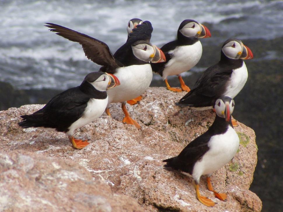 Free Image of Group of Birds Sitting on Top of a Rock 