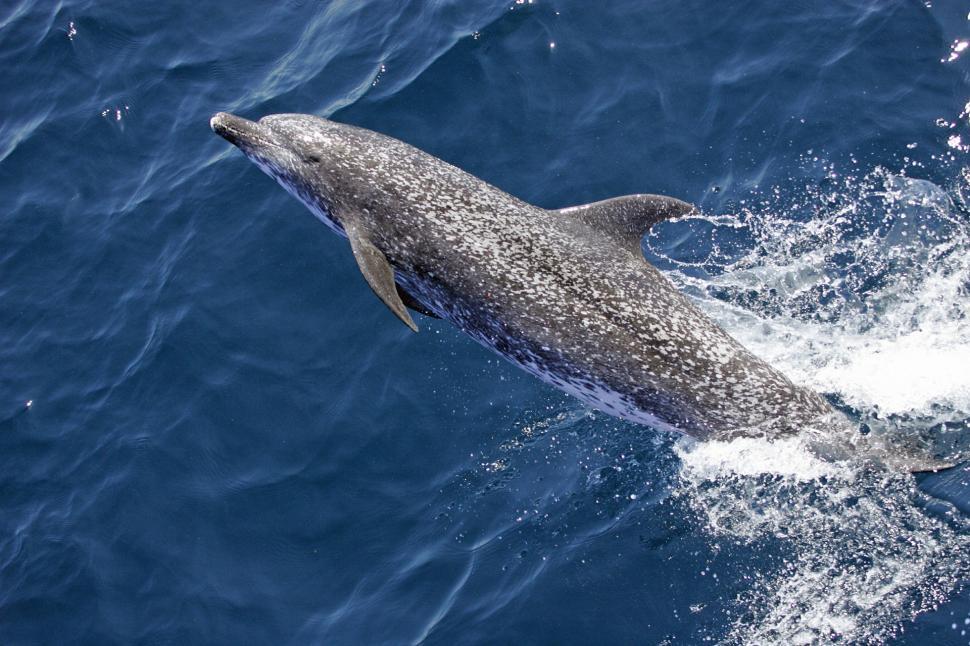 Free Image of Dolphin Swimming in Water 