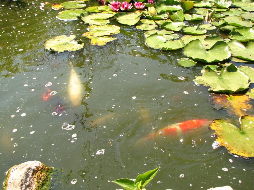 Free Image of Fish Pond 