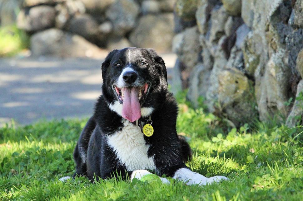 Free Image of Large Black and White Dog Laying in Grass 