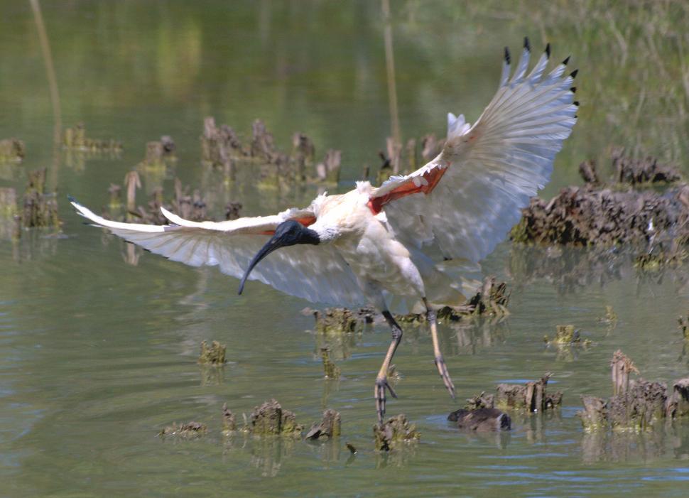 Free Image of Majestic White Bird Soaring Above Water 