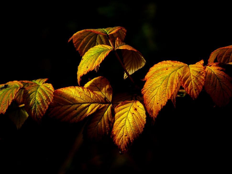 Free Image of Close Up of a Plant With Yellow Leaves 