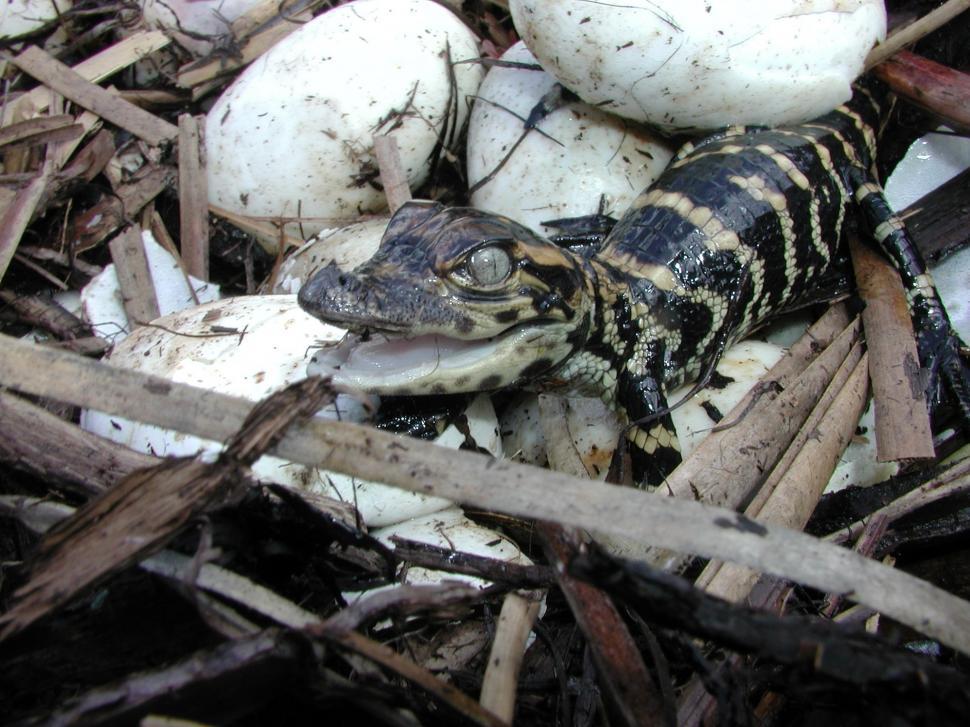 Free Image of Small Lizard Perched on Top of Eggs 