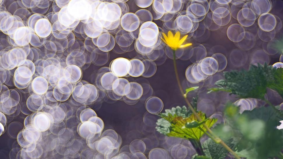 Free Image of Yellow Flower on Green Plant 