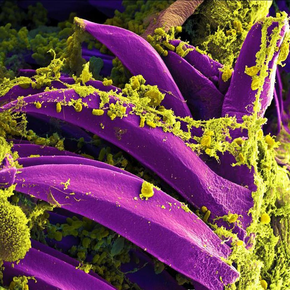 Free Image of Close-Up of Purple and Green Plants 