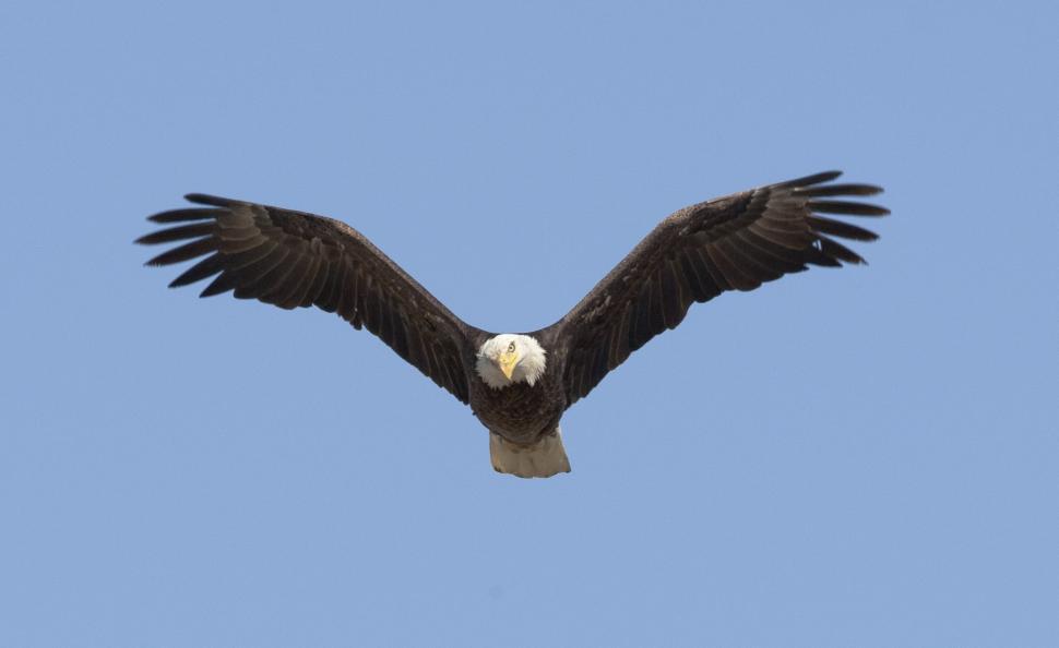 Free Image of Majestic Bald Eagle Soaring Through Blue Sky 