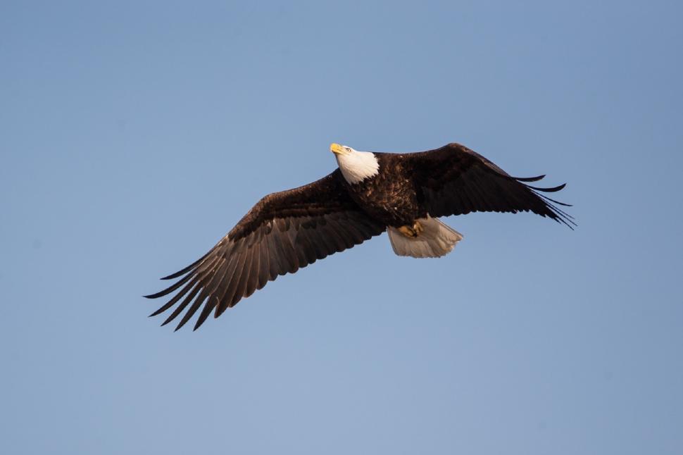 Free Image of Majestic Bird Soaring Through Blue Sky 