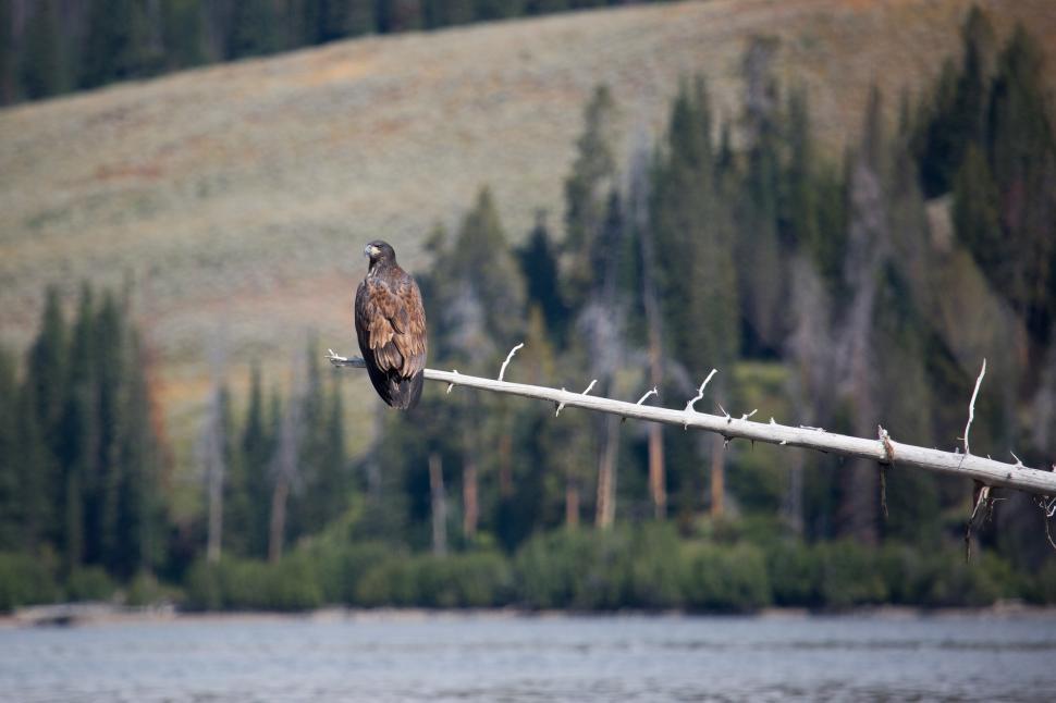 Free Image of Bird Perched on Branch Over Water 